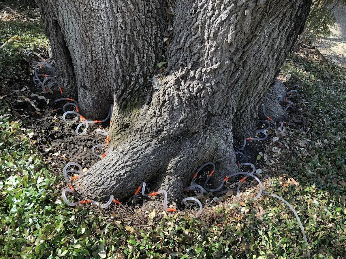 Detailed Tree Cabling and Bracing job site in Galloway